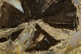 Polished Petrified Wood (Schinoxylon) Round - Wyoming #184829-1